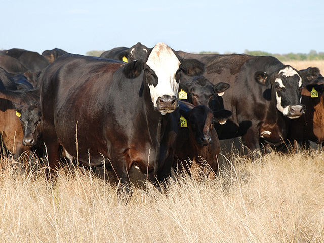 Uncertainty regarding the reason for the loss of a heifer, should be cleared up with a necropsy, not with assumptions that blackleg has hit the herd. (Progressive Farmer photo by Zak O&#039;Brien)